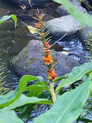 Hedychium gardnerianum