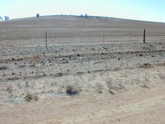 Acanthocladium dockeri