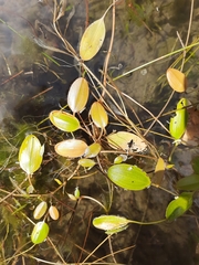 Potamogeton cheesemanii