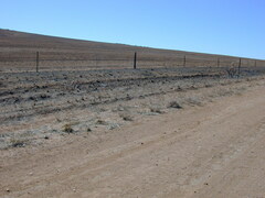 Acanthocladium dockeri