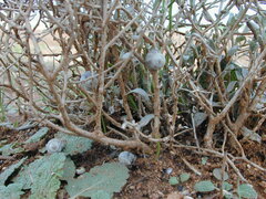 Acanthocladium dockeri