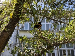 Milionia zonea pryeri