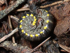 Harpaphe haydeniana scotia