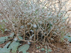 Acanthocladium dockeri