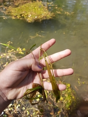 Potamogeton cheesemanii