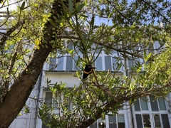 Milionia zonea pryeri