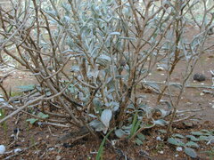 Acanthocladium dockeri