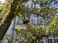 Milionia zonea pryeri