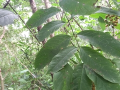 Aegiphila panamensis