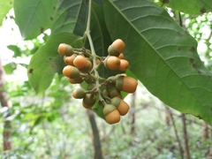 Aegiphila panamensis