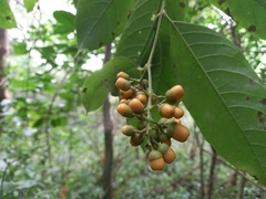 Aegiphila panamensis