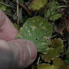 Ramularia armoraciae