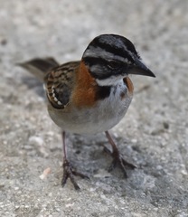 Zonotrichia capensis insularis