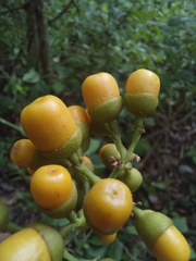 Aegiphila panamensis