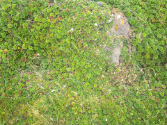 Alchemilla orbiculata