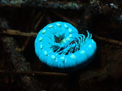 Harpaphe haydeniana scotia