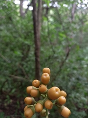 Aegiphila panamensis