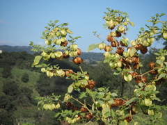 Cardiospermum corindum