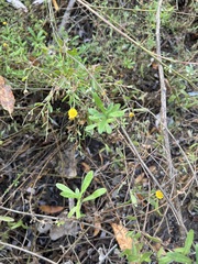Pulicaria paludosa