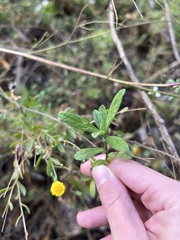 Pulicaria paludosa