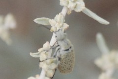 Epicauta maculata-group