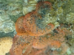 Watersipora subtorquata