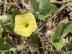 Ipomoea obscura