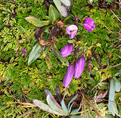 Gentianella cerastioides
