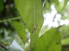 Stathmopoda horticola