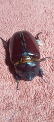 Strategus aloeus
