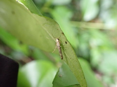 Stathmopoda horticola