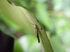 Stathmopoda horticola