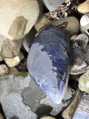 Mytilus planulatus