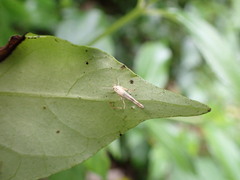Stathmopoda horticola