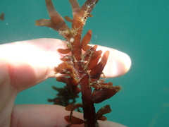 Prionitis lanceolata
