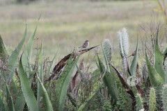 Campylorhynchus gularis