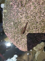 Rhynchocinetes typus