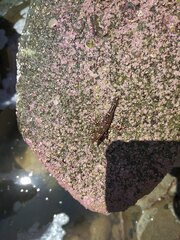 Rhynchocinetes typus