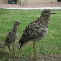 Burhinus capensis capensis