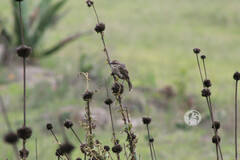 Campylorhynchus gularis