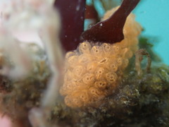 Botrylloides violaceus