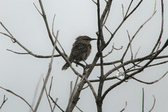 Campylorhynchus gularis