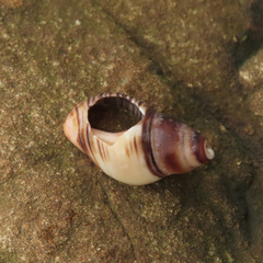 Cominella virgata