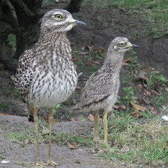 Burhinus capensis capensis