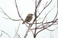 Campylorhynchus gularis