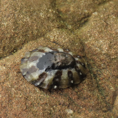 Cellana ornata