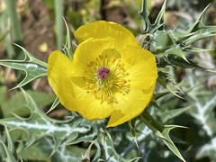 Argemone mexicana