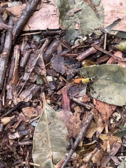 Chauliognathus imperialis