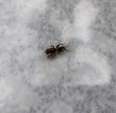 Gryllotalpa orientalis