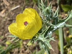 Argemone mexicana